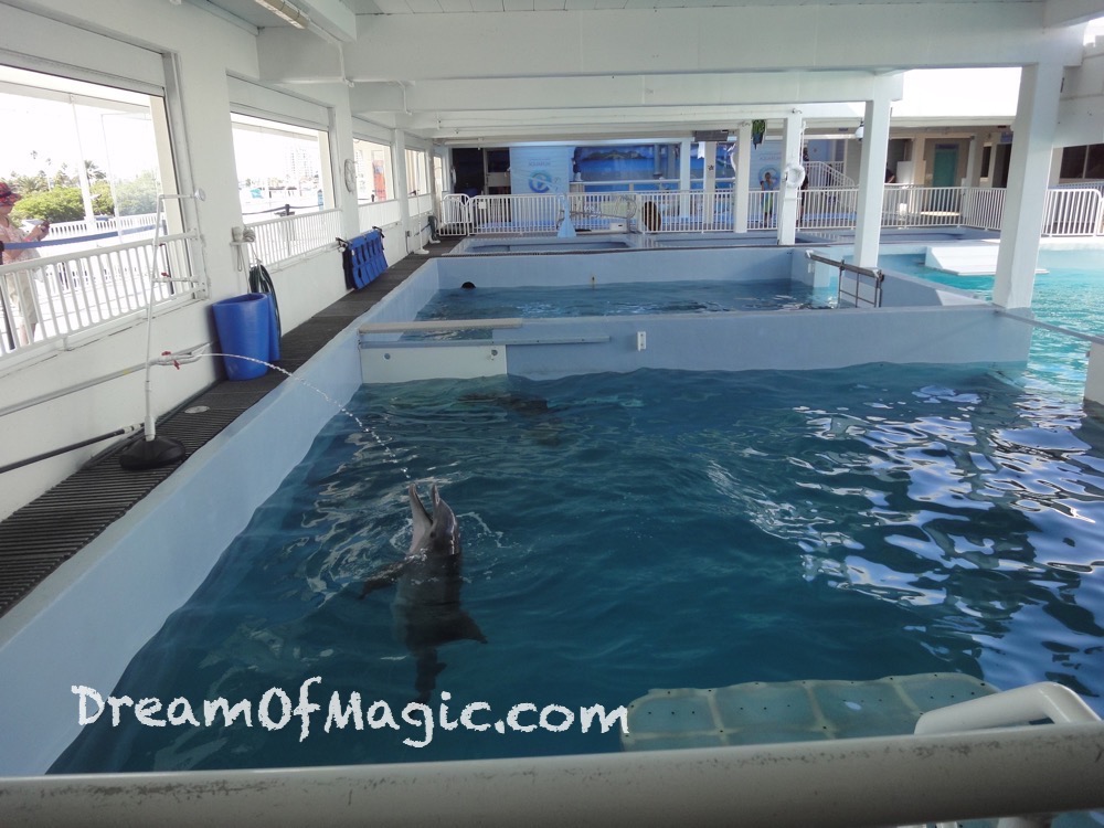 Clearwater Marine Aquarium 2014-10-28-15-11-08 [WX1]